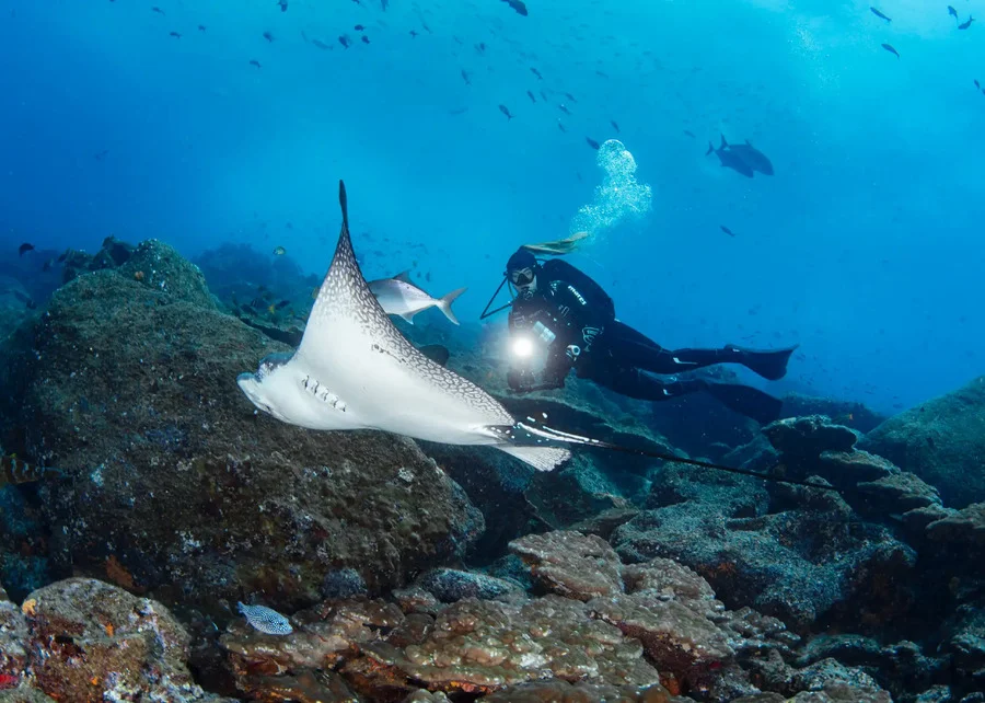 Taucher fotografiert einen Mantarochen