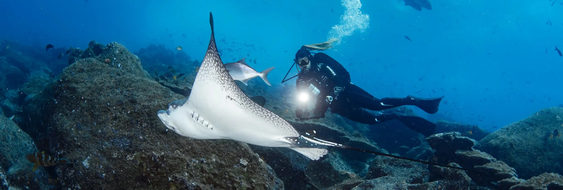 Taucher fotografiert einen Mantarochen