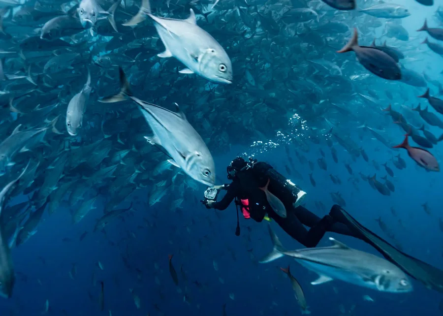 Taucher fotografiert Fische