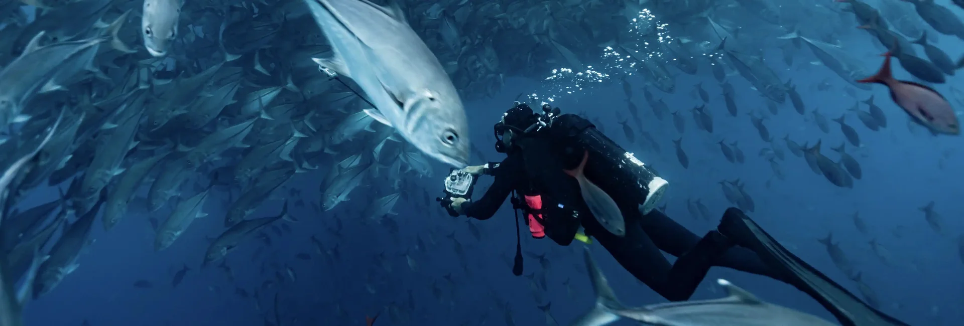 Taucher fotografiert Fische