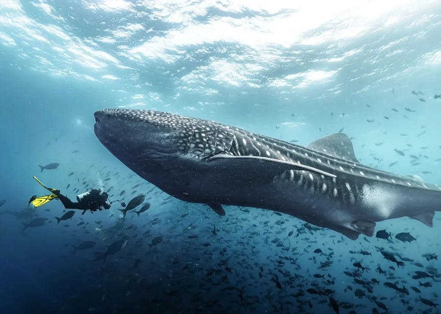 Taucher schwimmt neben einem Walhai