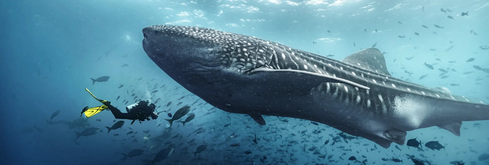 Taucher schwimmt neben einem Walhai